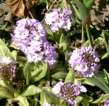 Botanischer Garten